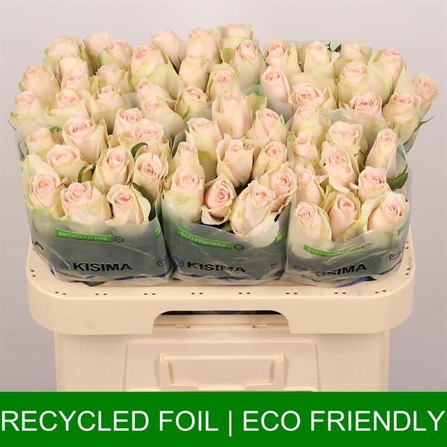 Роза од. Хай Энд Брайдал 60, шт.