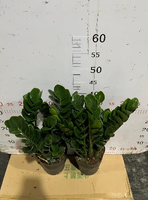 Замиокулькас раунд-ливед Мани Три 15 45