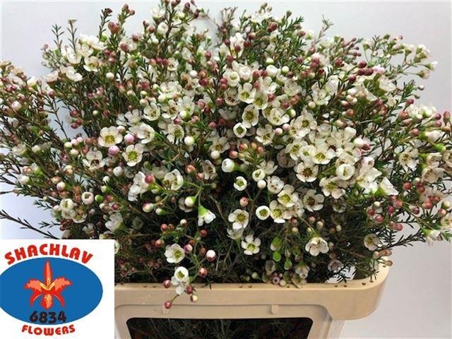 Шамелациум Зив 80, шт.