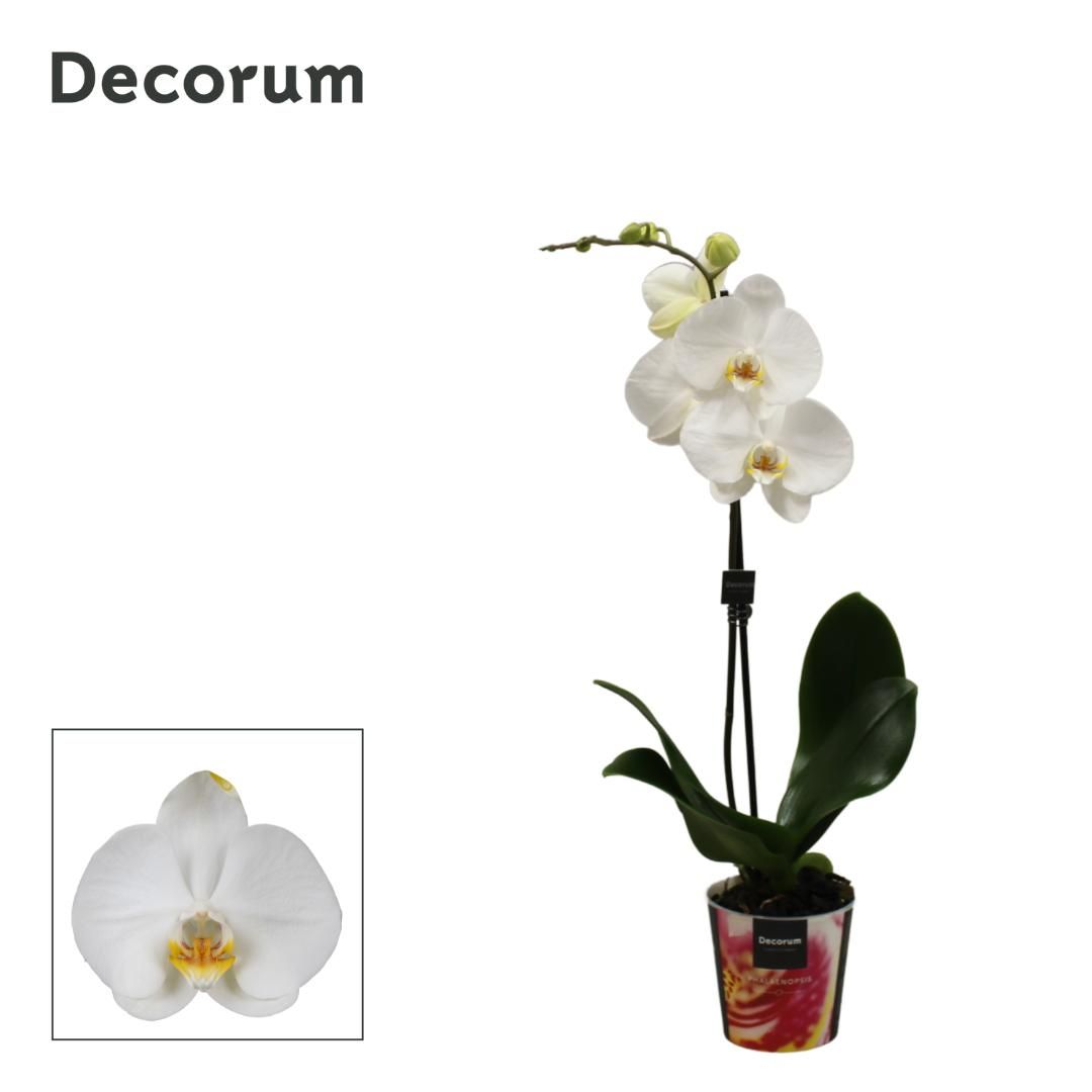 Phalaenopsis 1 tak Decorum Wit, D 12