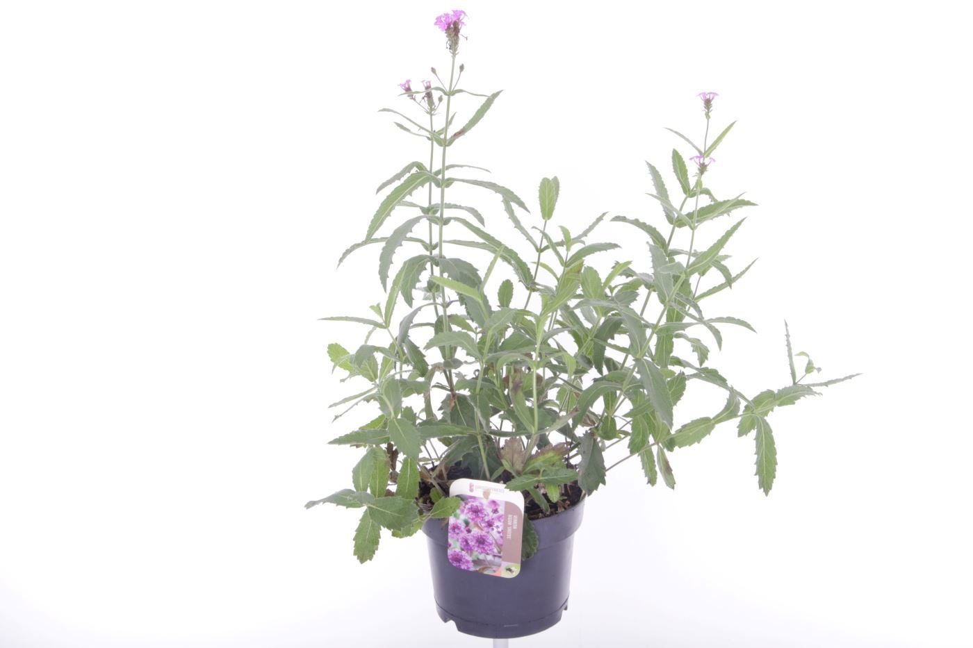 Verbena rigida Santos, D 17