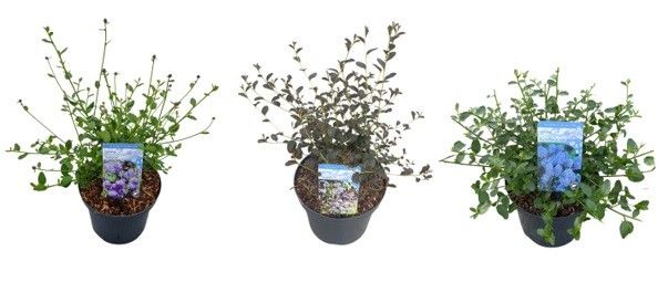 Ceanothus 'Mix', D 23