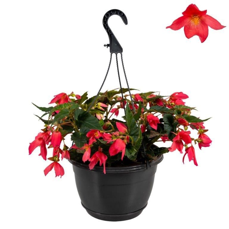Hpot Begonia Roze, D 25