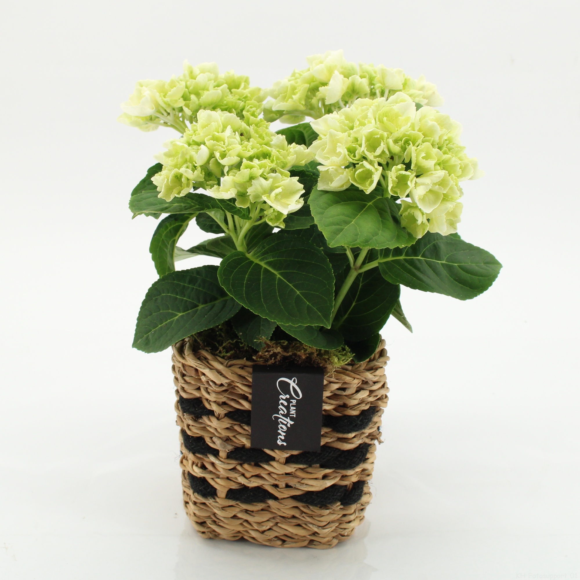 KHCR-2603W Hydrangea creations, D 12