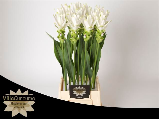 Куркума Сиам Шайн 60, шт.