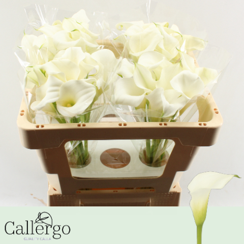 Калла Вайт Презент 50 (бел.), шт.