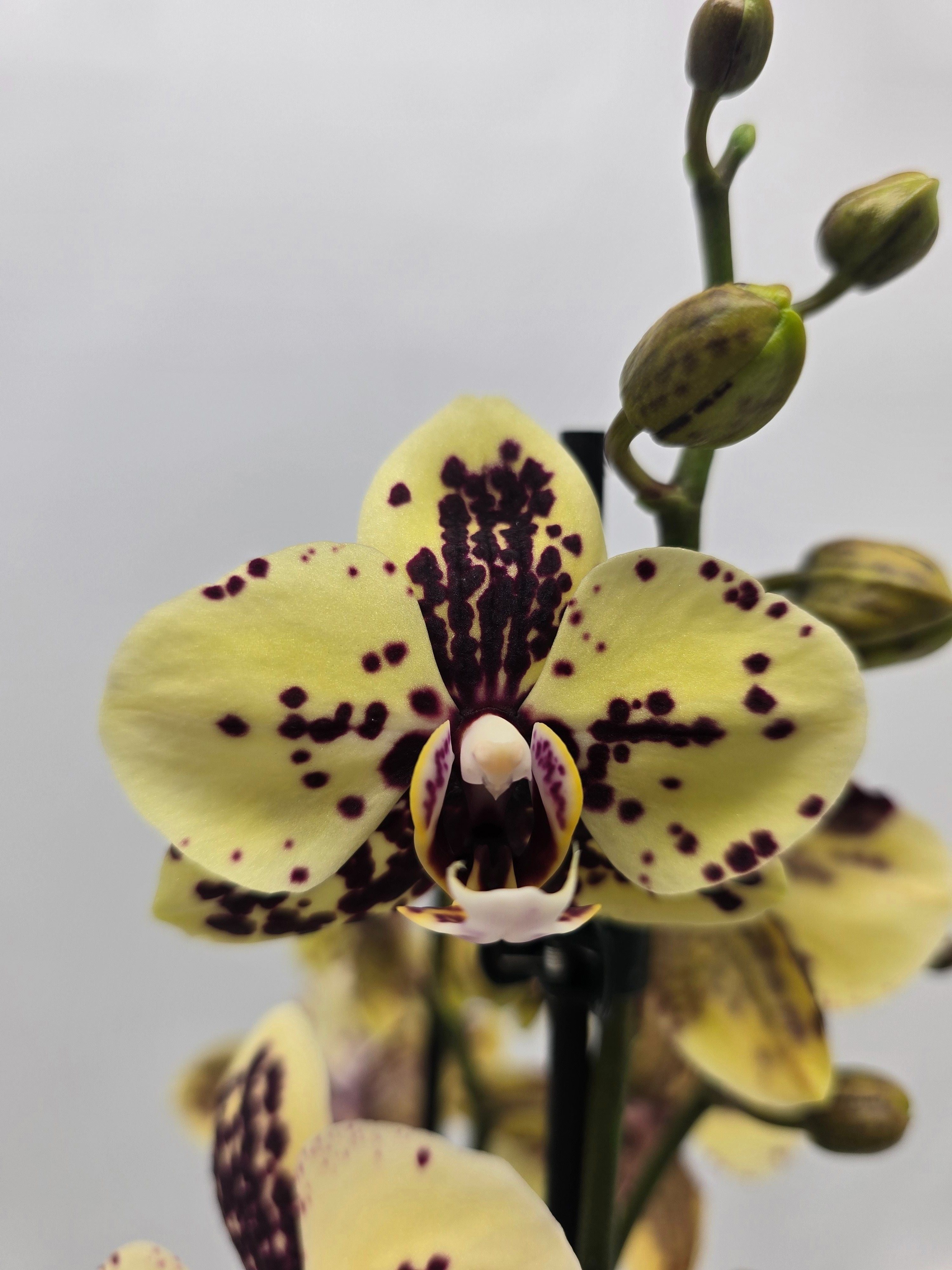 Limited 35 week 5, D 12