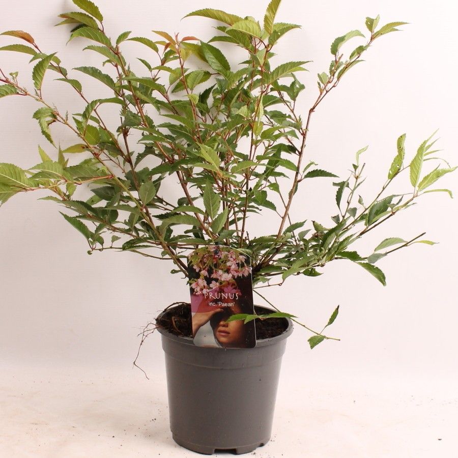 Prunus inc. Paean, D 17 cm