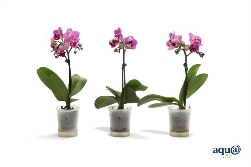 Phal p06 Tiny Dolls pink 1T07+ Aqu@, D 6