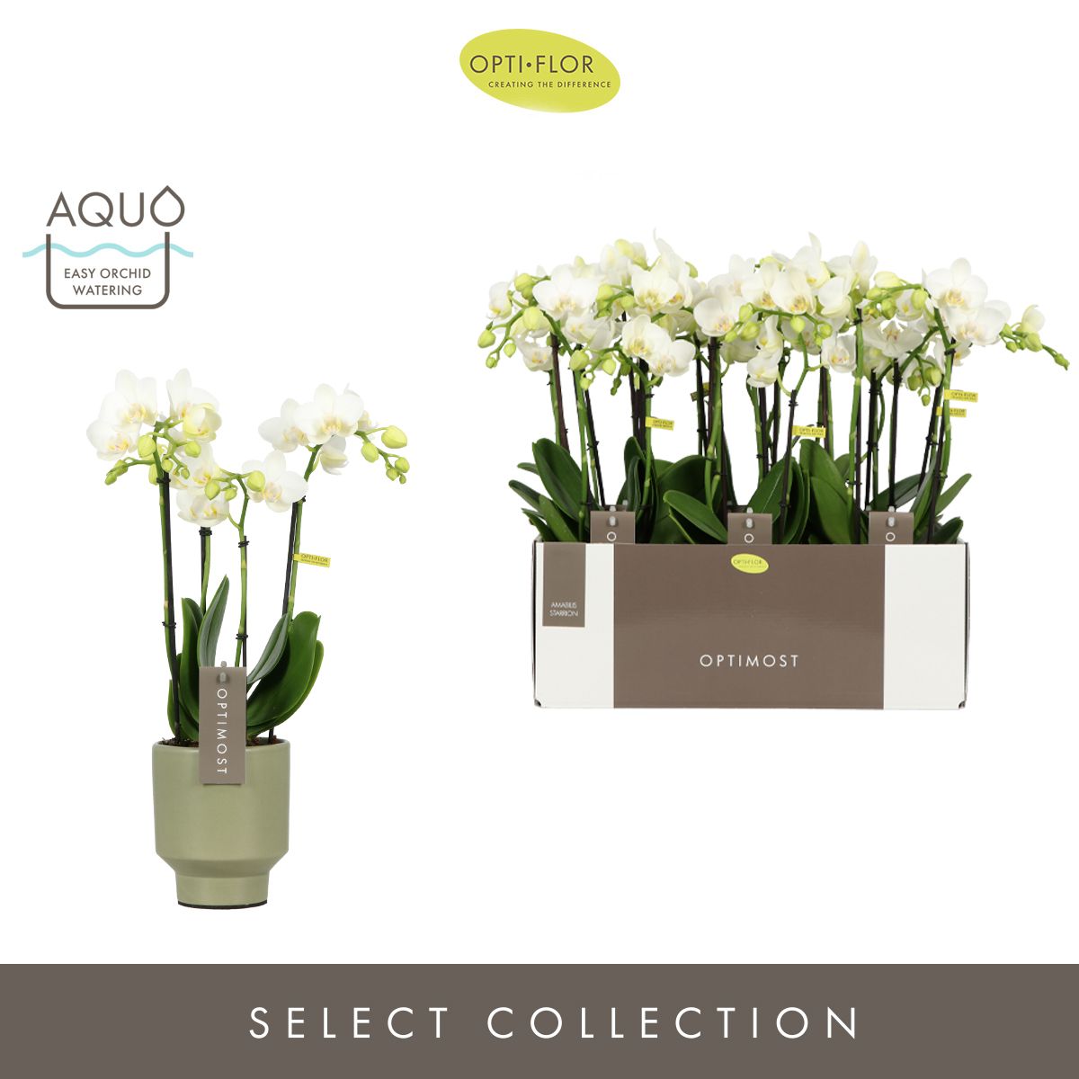 Optimost Amabilis Starrion 4 spike in Emilia Green Aquo, D 12 cm