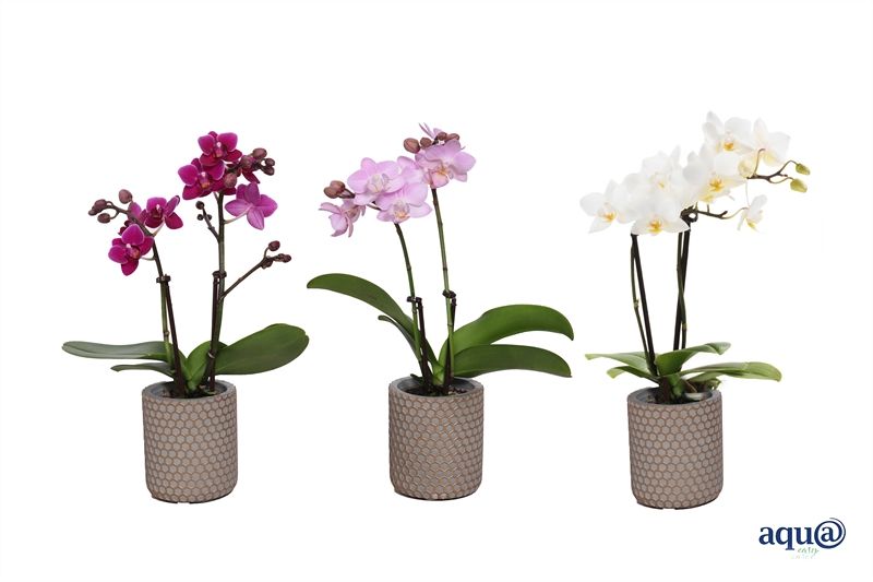 Betonpot p06 Joyce Phal Tiny Dolls mix 2T10+ Aqu@, D 6