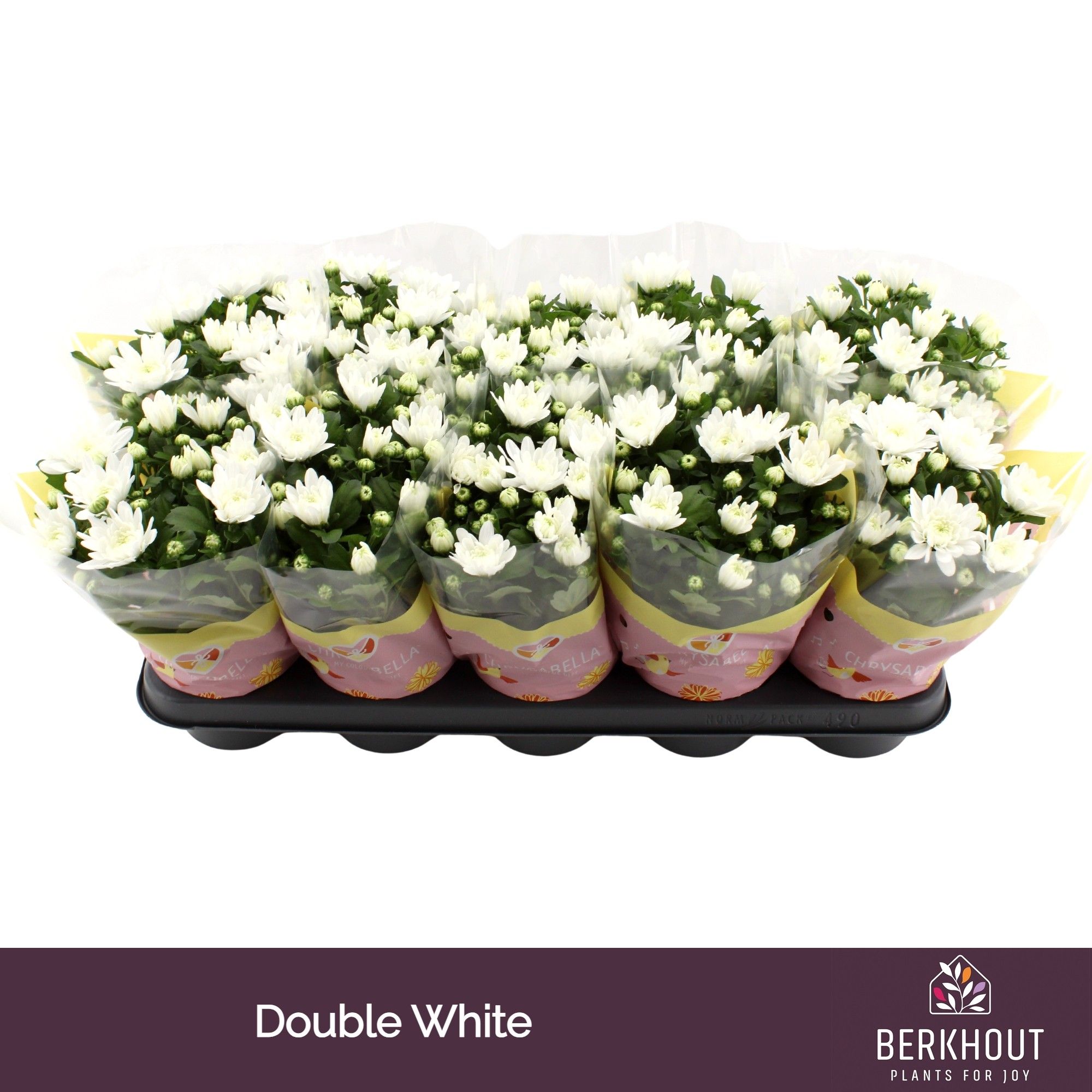 Chrysant Brave, D 12