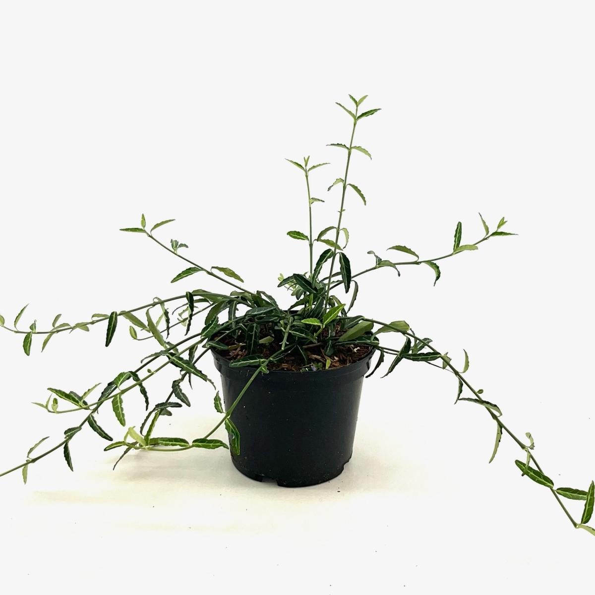 Euonymus fort. 'Wolong Ghost', D 17 cm