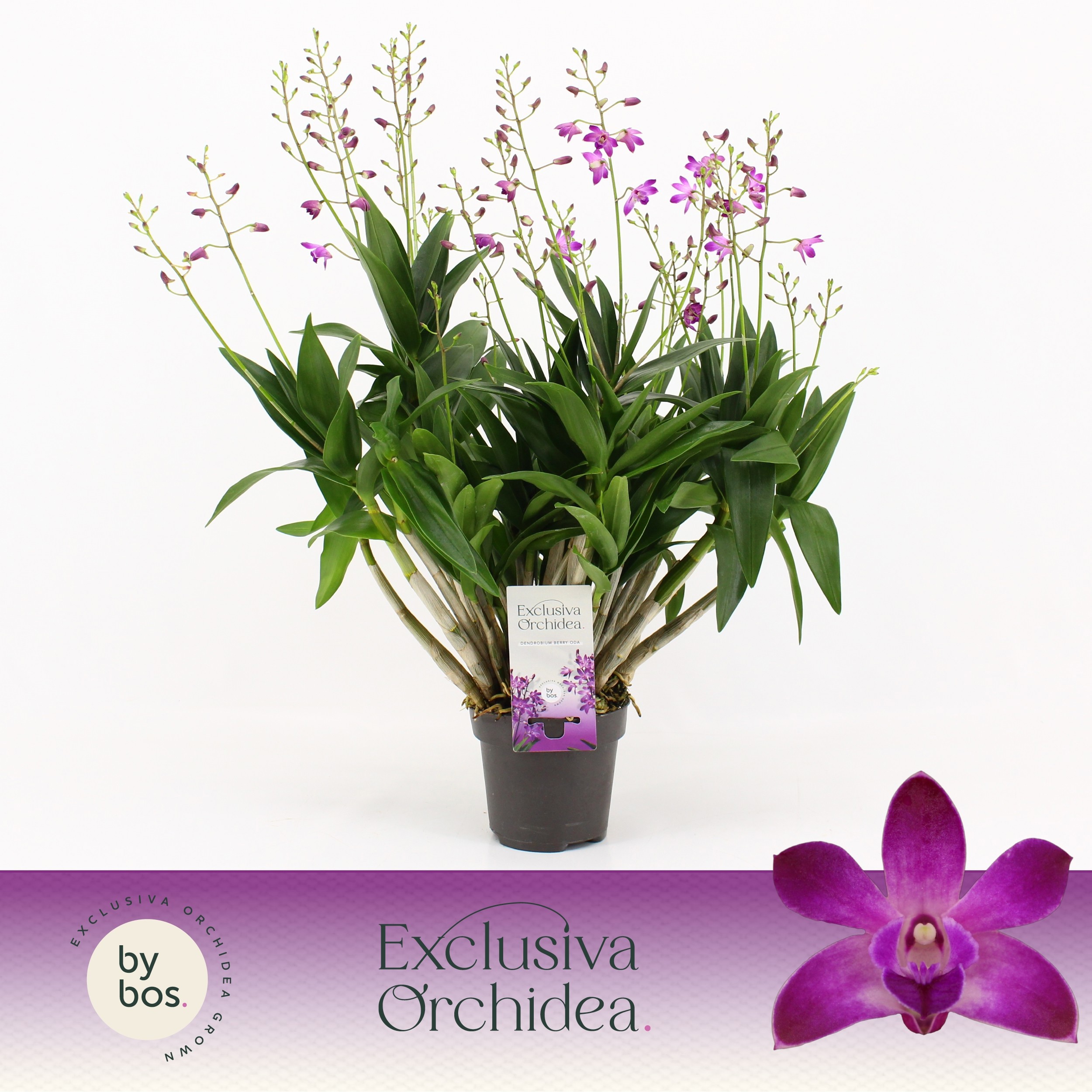Dendrobium, Berry Oda XXL 18+ spike 'Exclusiva Orchidea', D 12