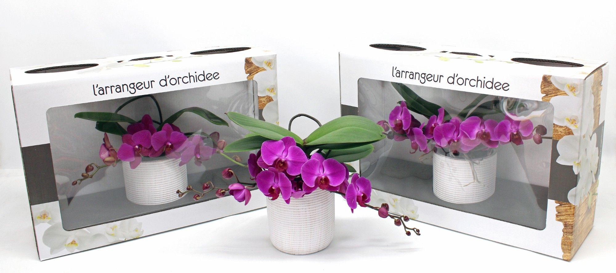 L'arrangeur D'orchidee Paars (GROEN), D 12