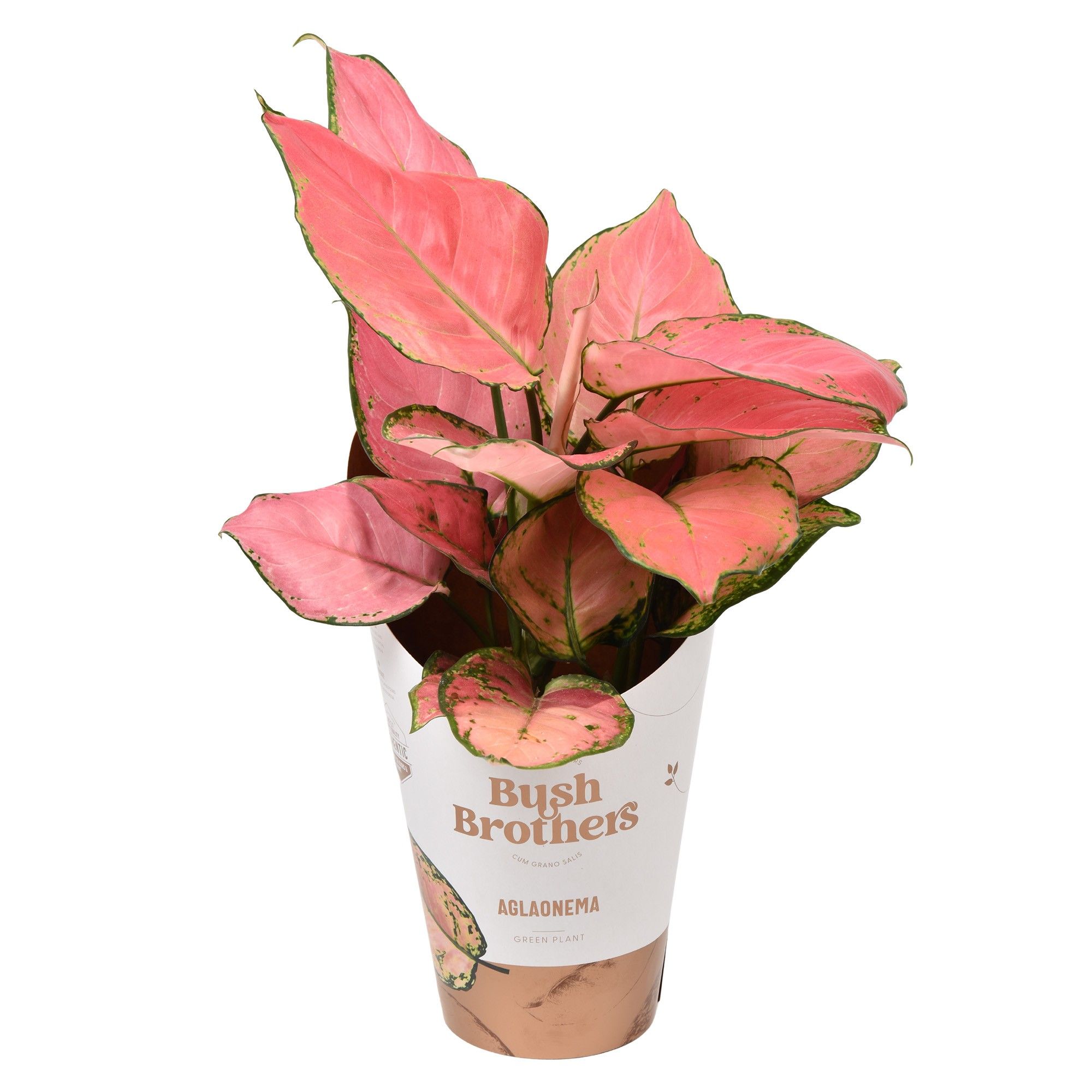 Aglaonema Pink Star, D 12