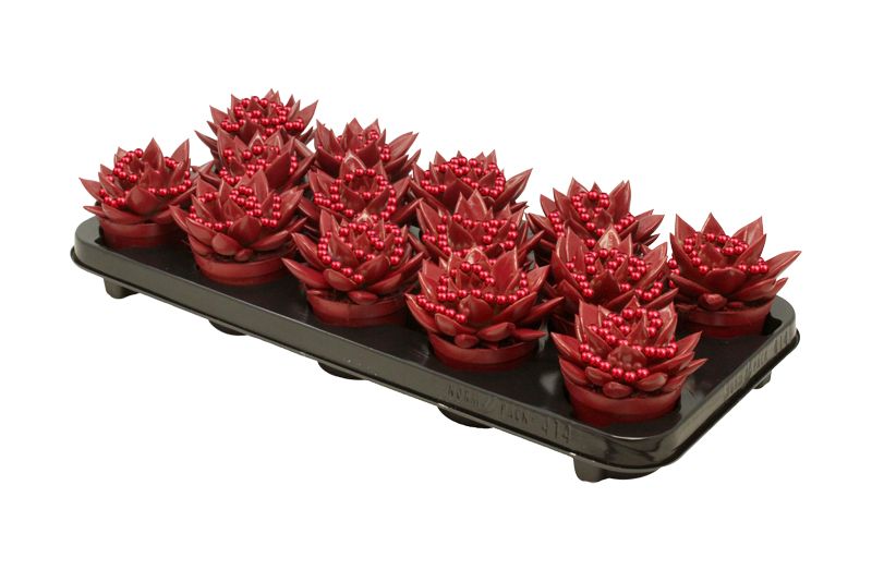 Miranda coloured red + chain, D 8,5