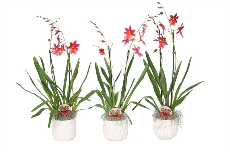 Dolomite p12 White mix Cambria Nelly Isler 2T16+, D 12