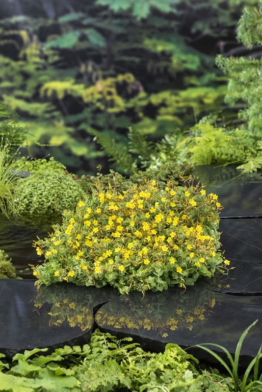 Hypericum elodes (18x18), D 18