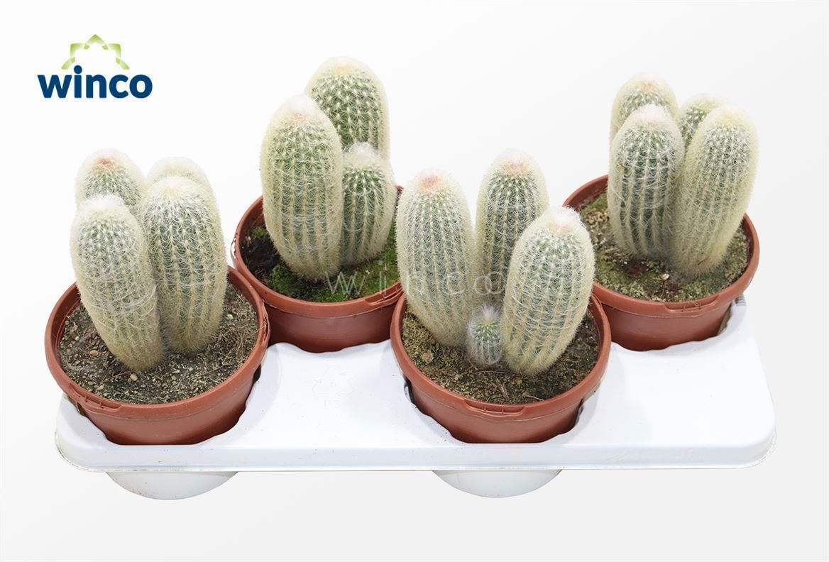 Espostoa Lanata, D 17