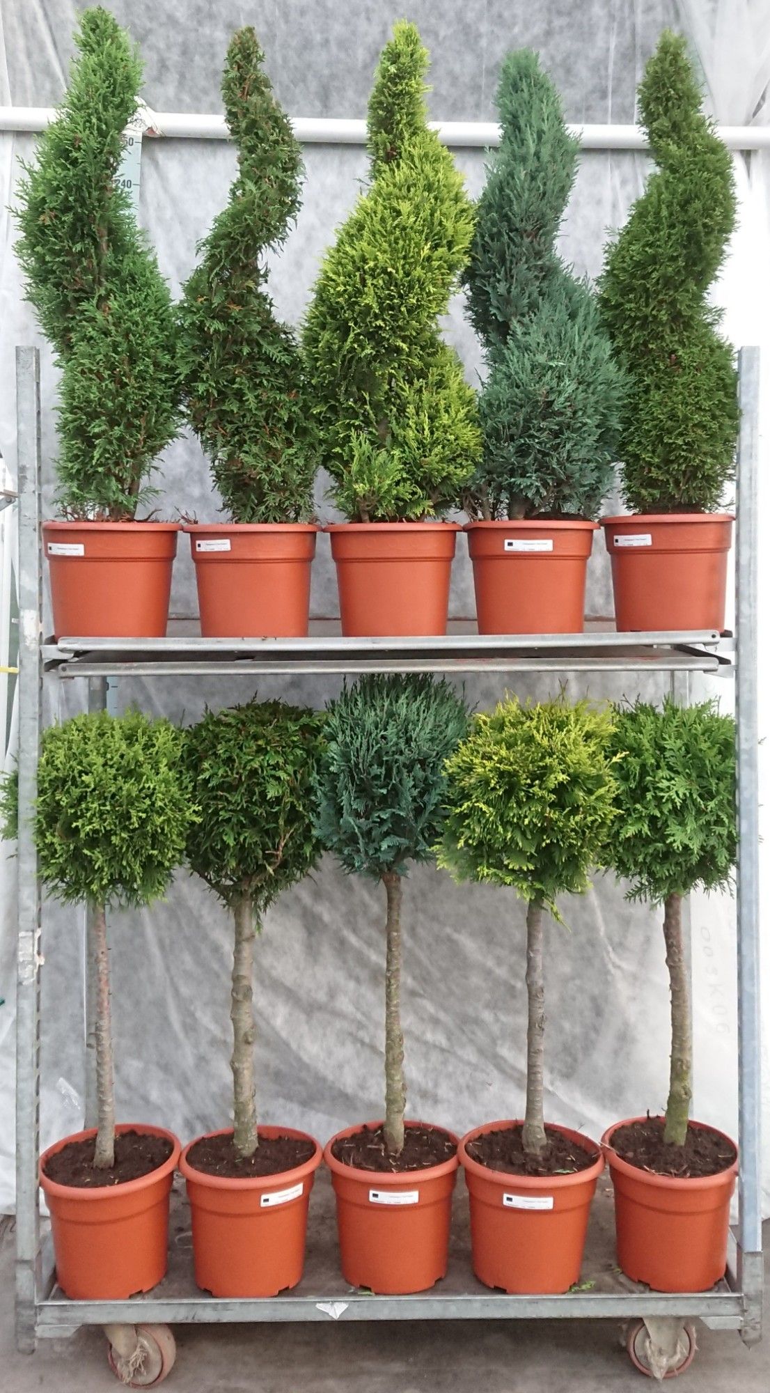 Coniferenmix Stam-Spiraal, D 26