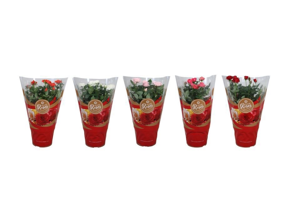 Rosa Favourite Roses diversen per laag/kar+seizoenshoes, D 17