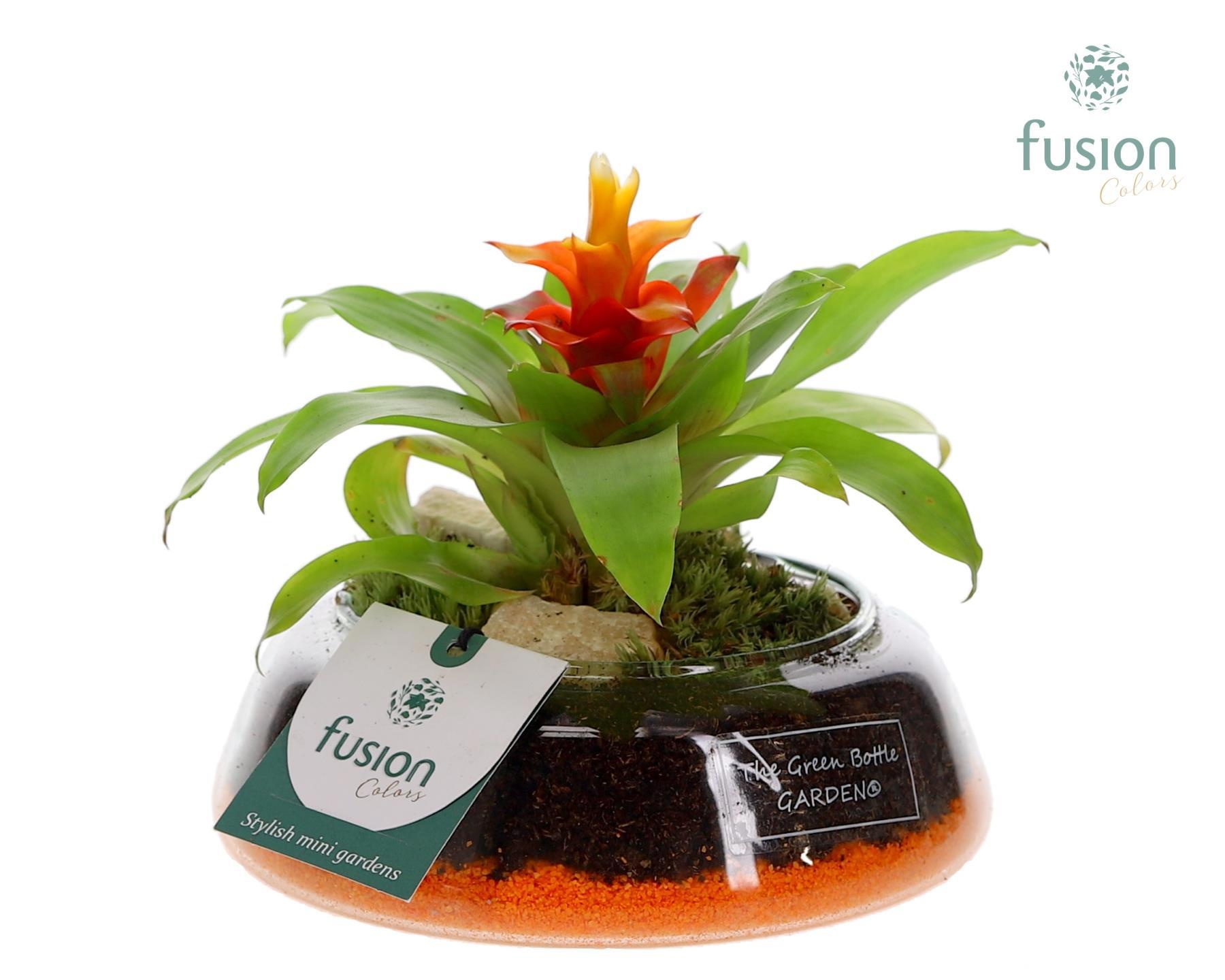 Green Bottle Christel Small met Bromelia, D 15 cm Green Bottle Christel Small met Bromelia, D 15 cm
