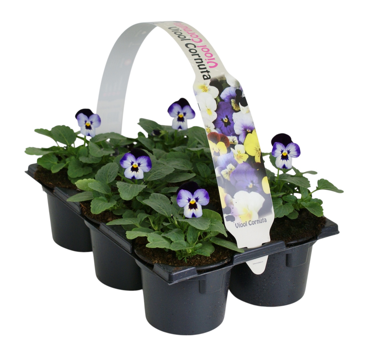 Viool corr licht paars donker paars 6p, D 9