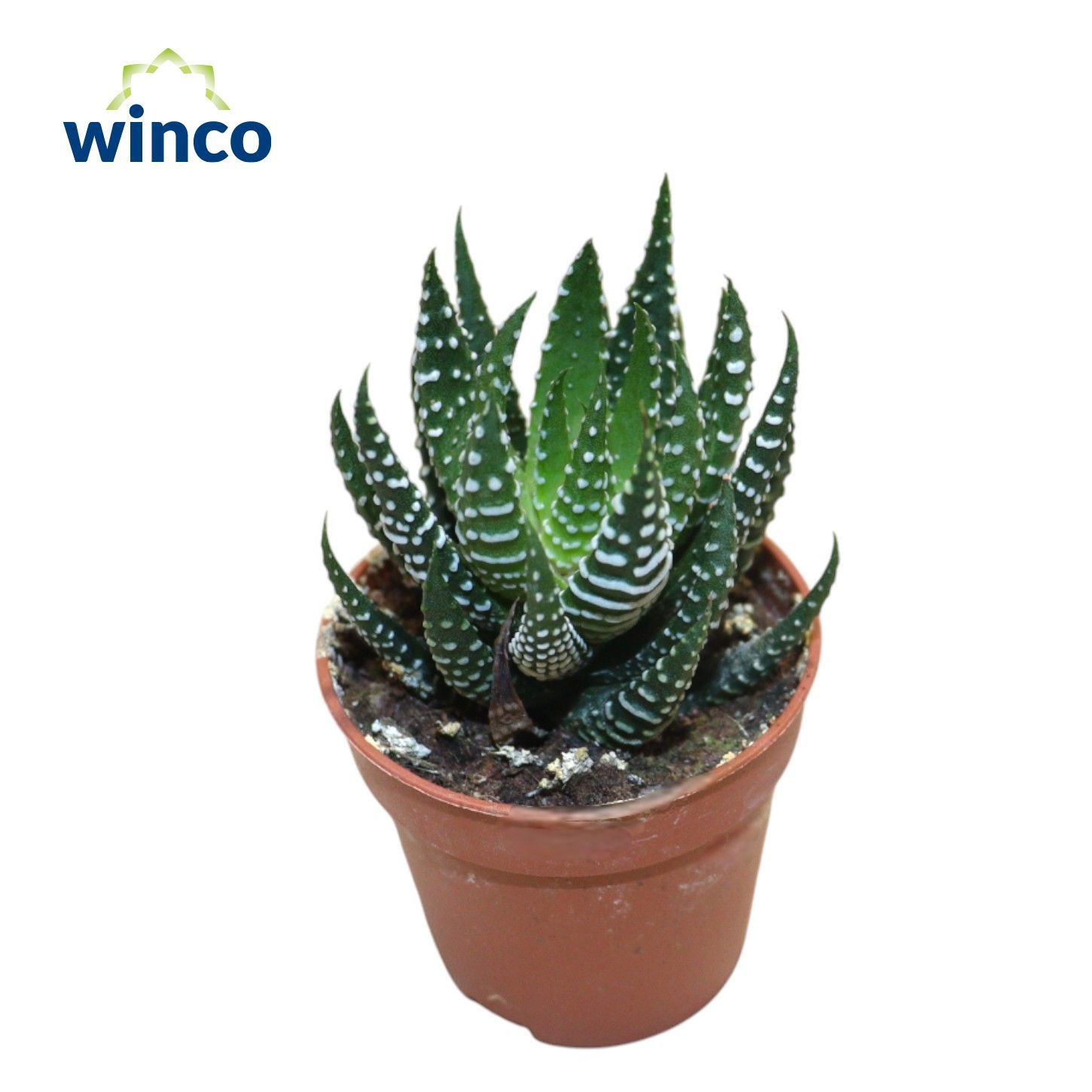 Haworthia Superfaciata, D 5,5 cm