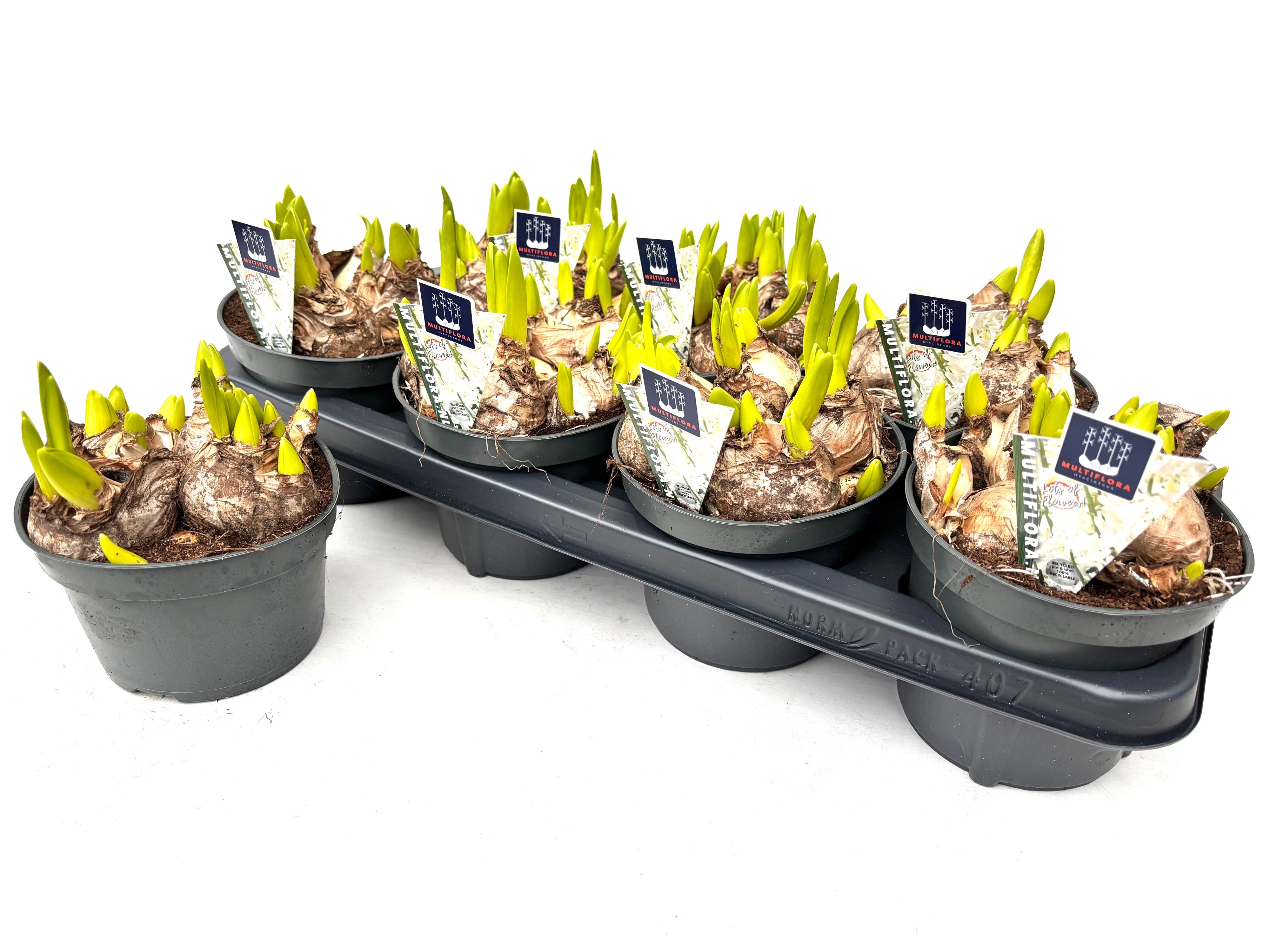 14 cm WIT Hyacint Multiflora, D 14 cm