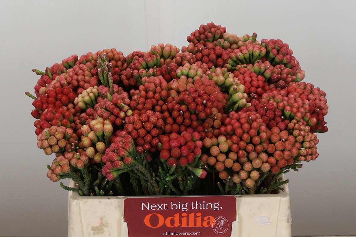 Бруния Лаевис Рэд 35, шт.