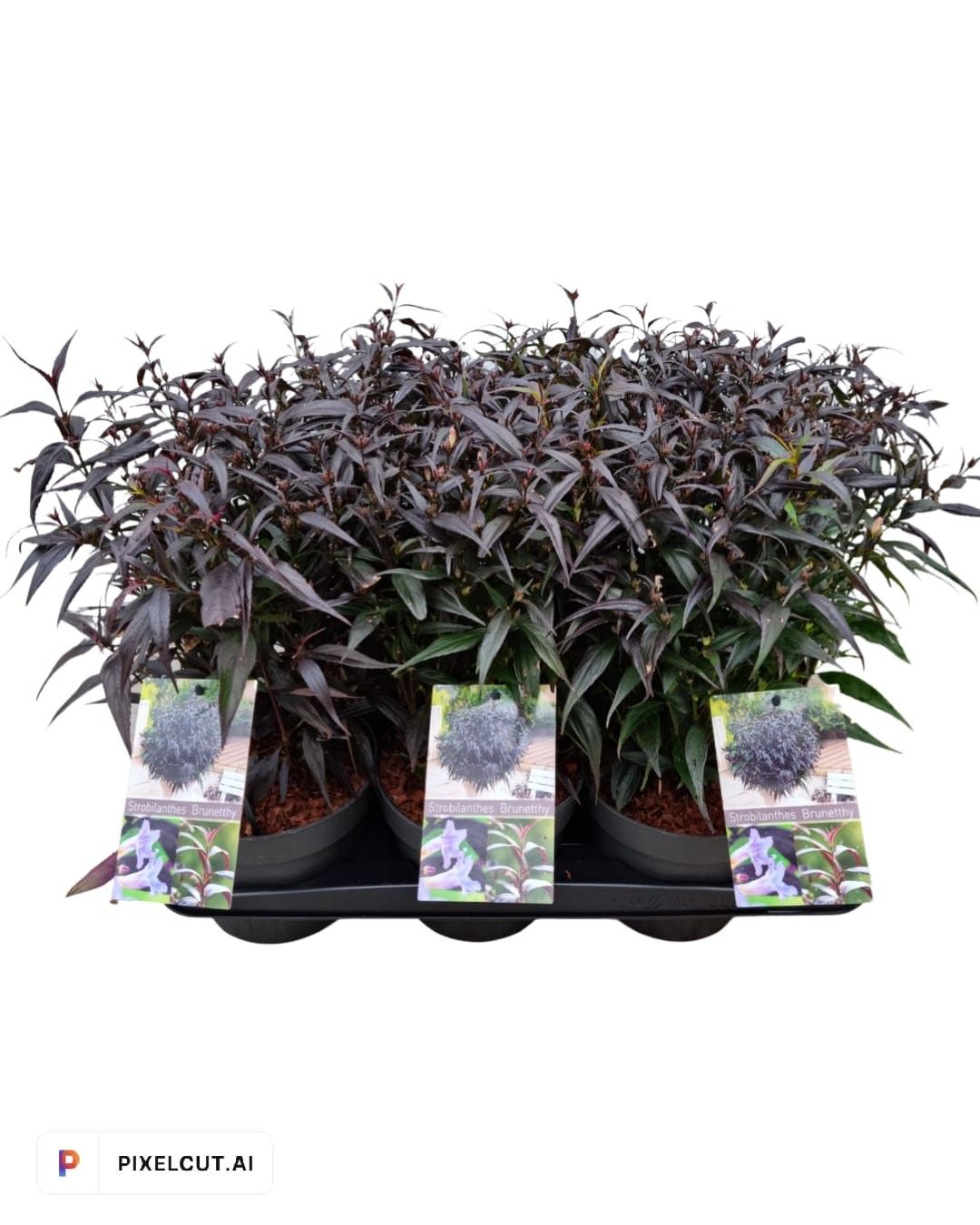 Strobilanthes ani. Brunetthy, D 17 cm