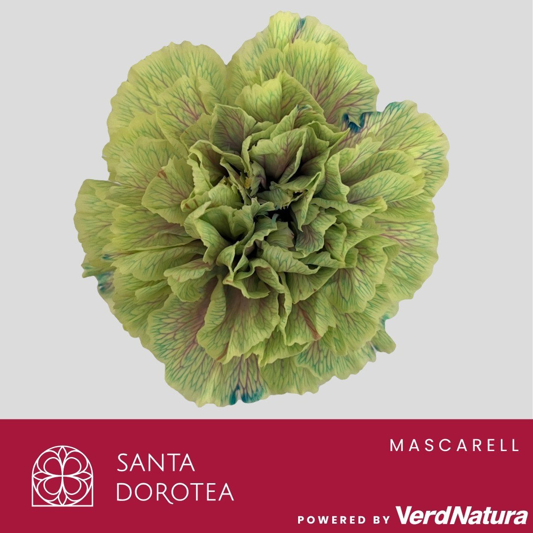 Диантус од. Овериг Крашеный (краш. ), шт.