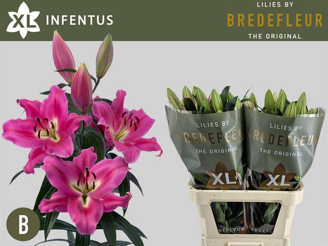 Лилия Ориенпет Овериг 95, шт.