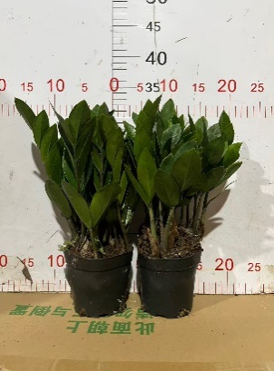 Замиокулькас Мани Три А Грейд (Шорт энд Денсе Тайп) 11 27