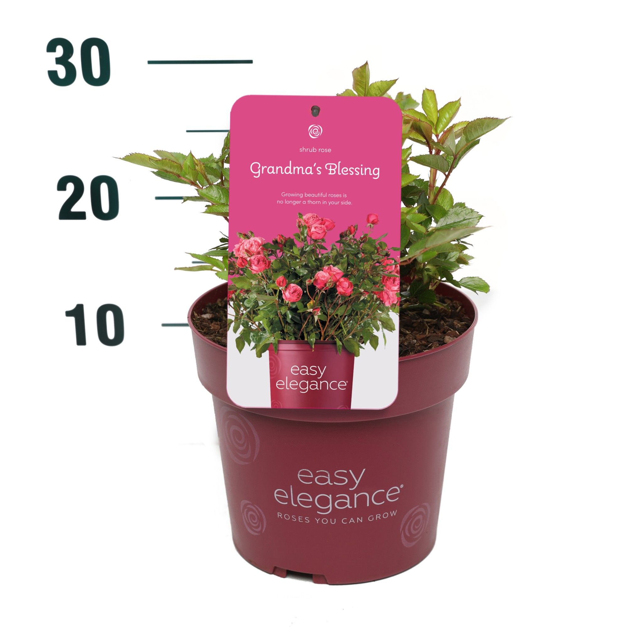Rosa 'Grandma's Blessing' - Struik - P19 - Easy Elegance, D 19 cm Rosa 'Grandma's Blessing' - Struik - P19 - Easy Elegance, D 19 cm