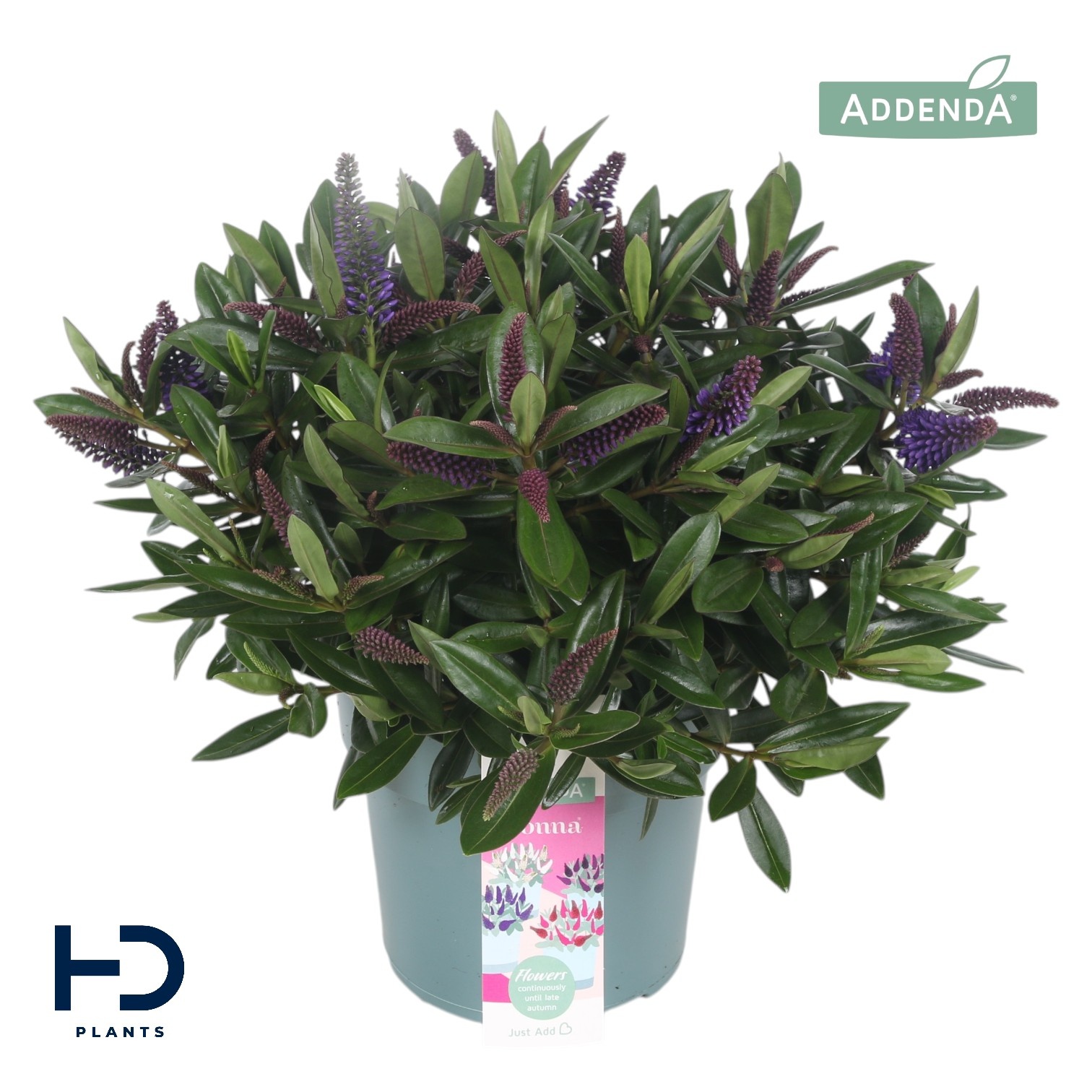 Hebe Addenda Dark Purple compact struik p17, D 17