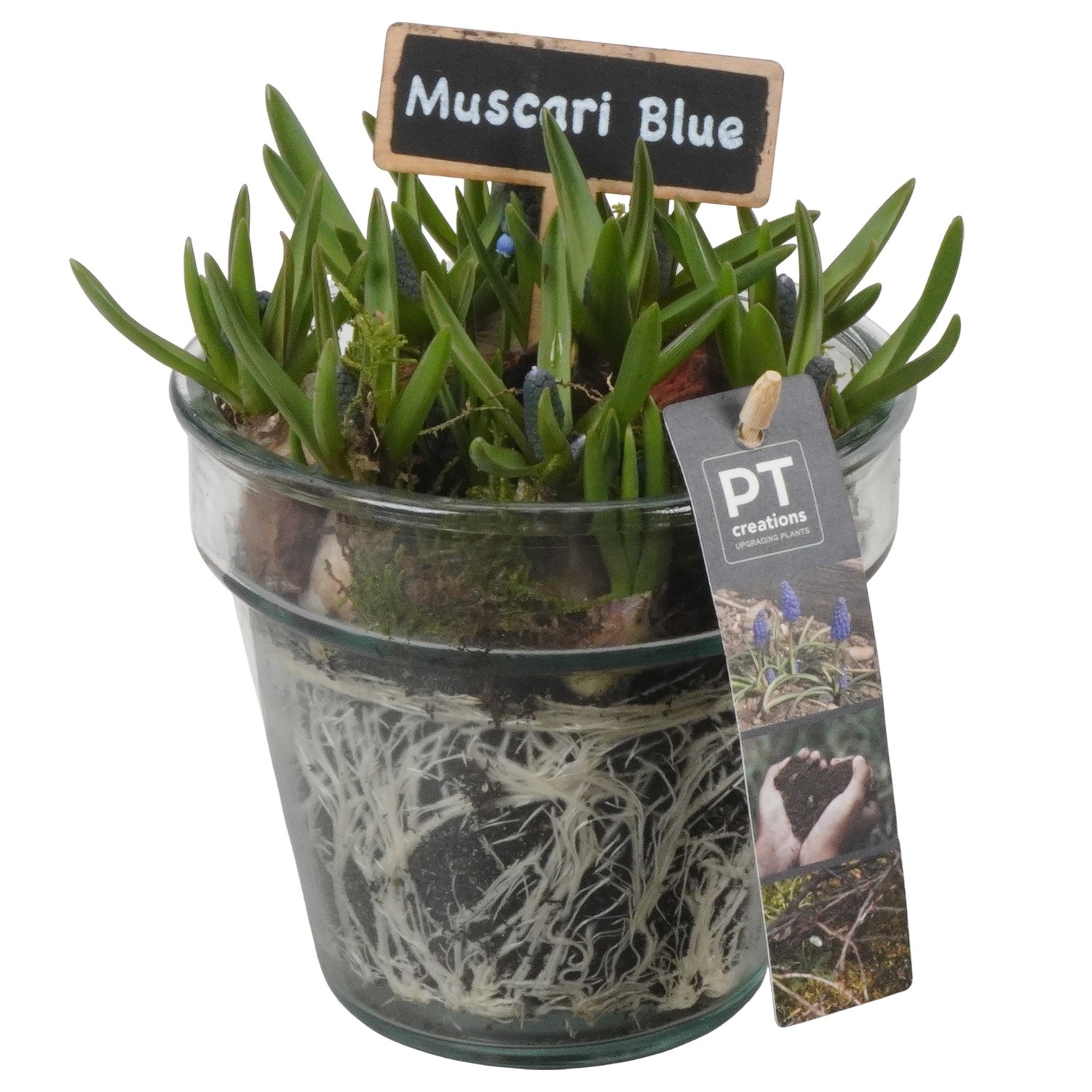PTMB6319 Arrangement Muscari Blue in glas pot, D 13