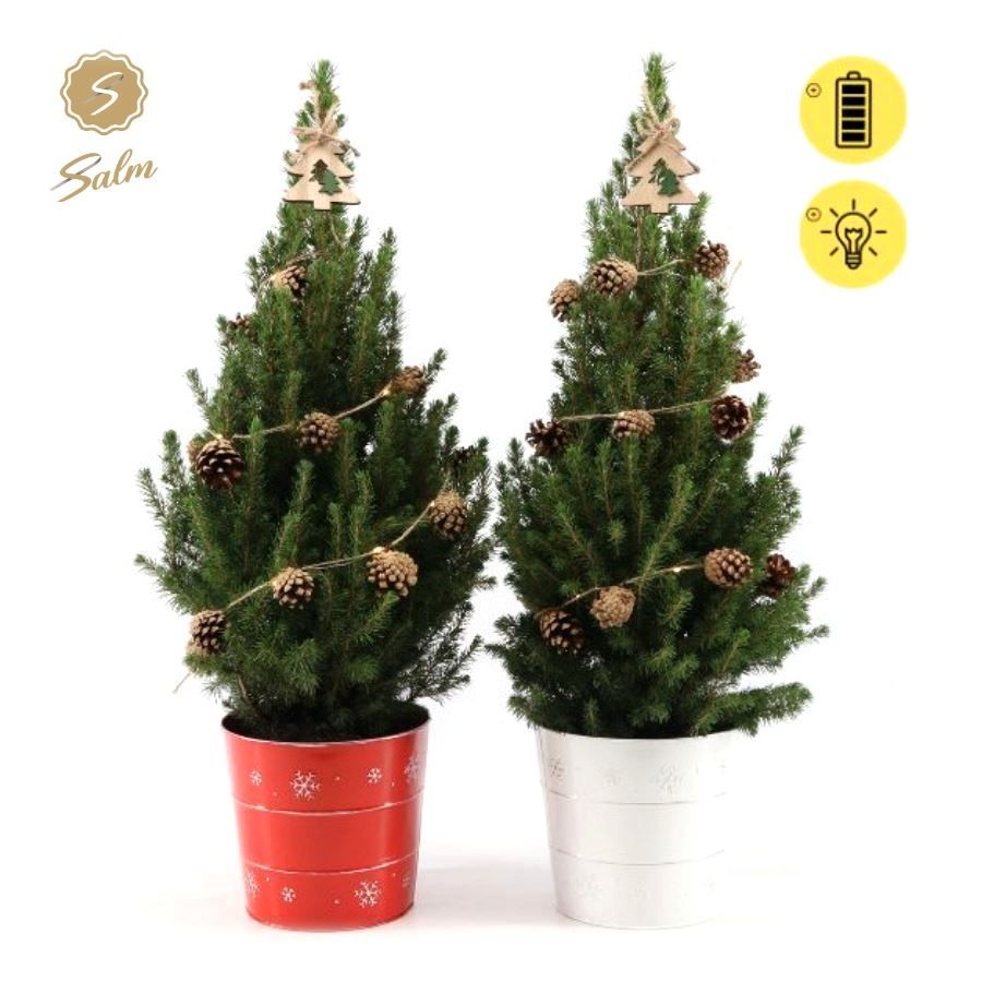 Picea gl. 'December'® P19 in Zinc X-mas Duo + Pine-Cone Light + Tree on Loop, D 21 cm
