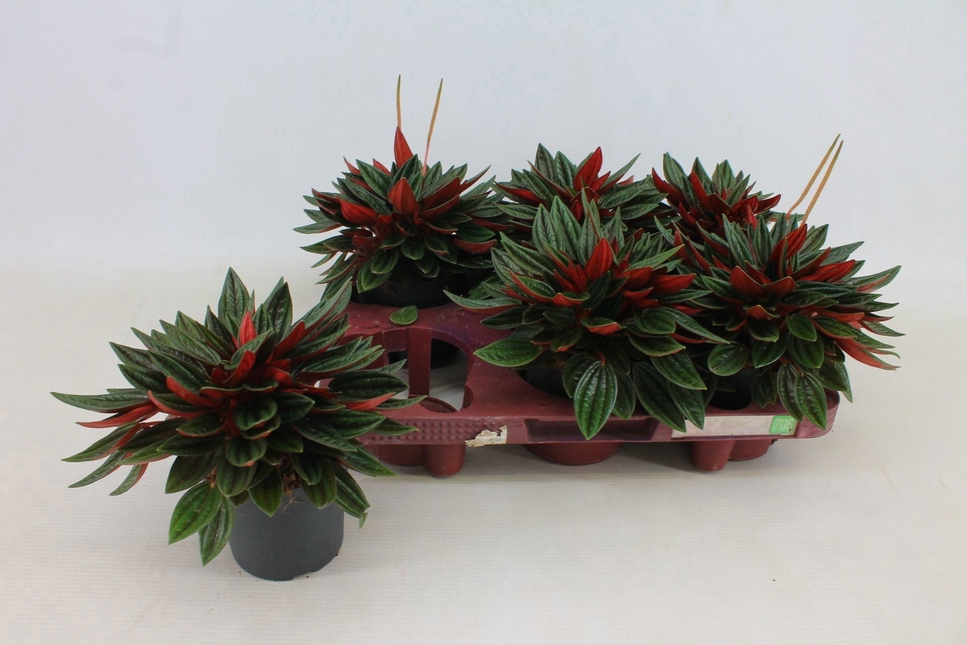Peperomia Rosso 10,5cm, D 10,5