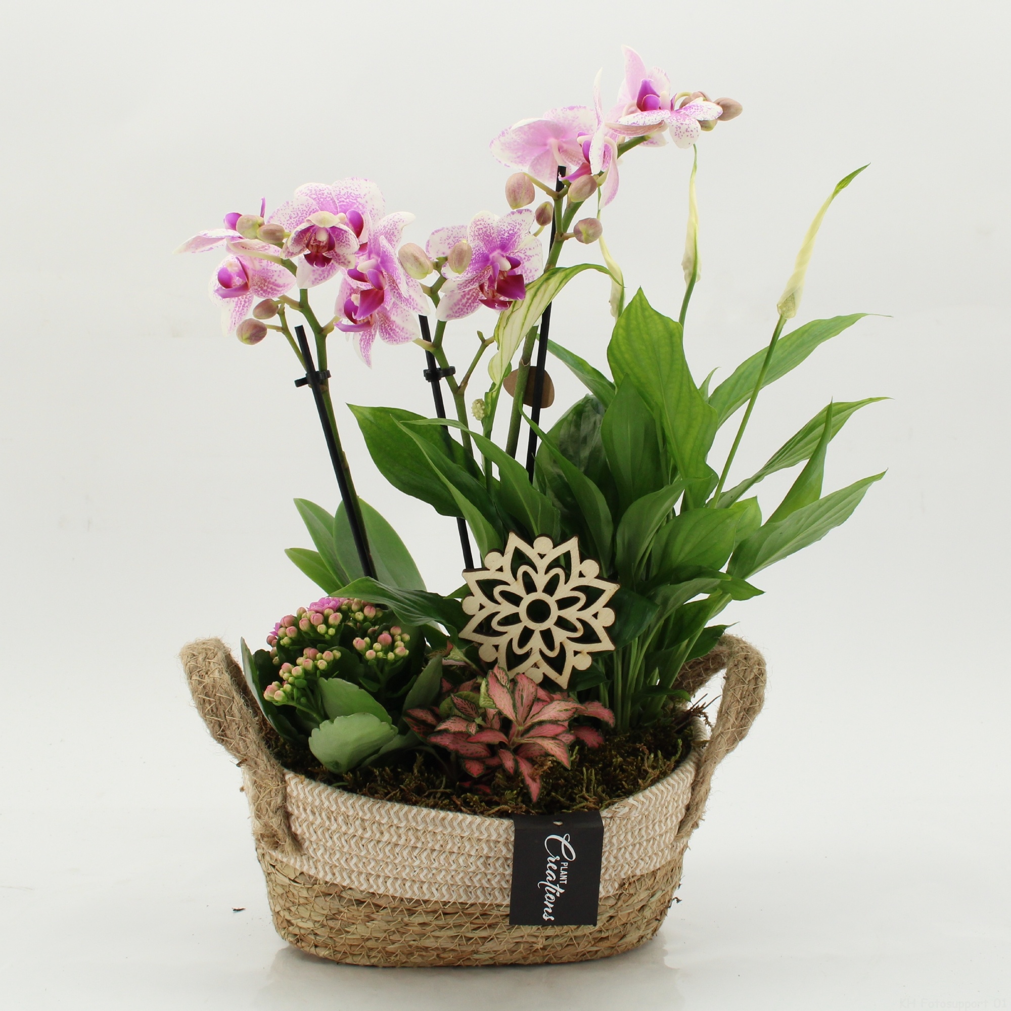 PHAL-2630RZ Phalaenopsis creatie, D 24