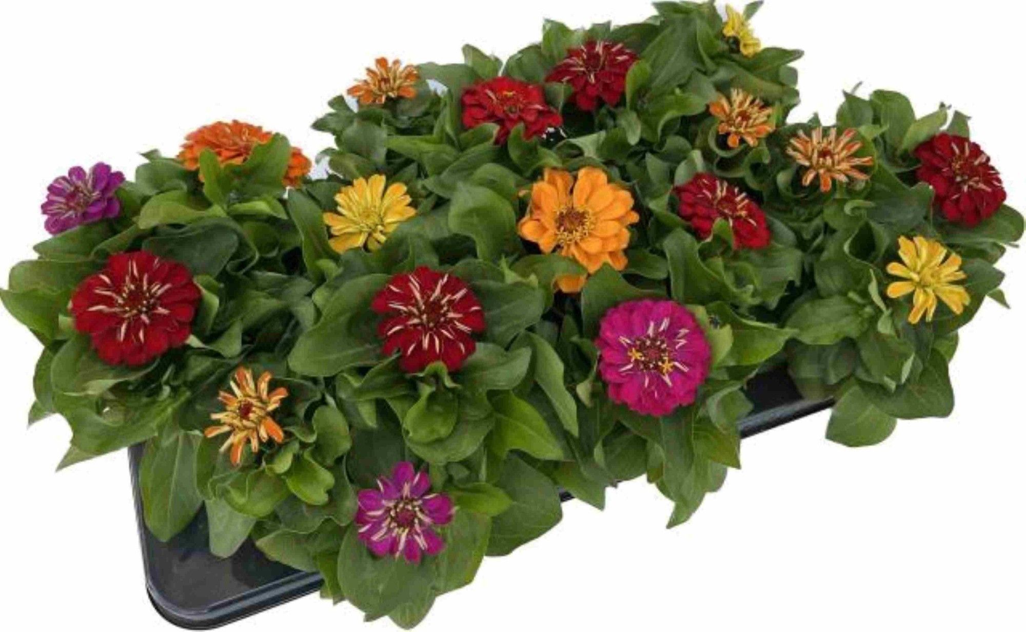 Zinnia elegans, driekleurig, D 13 cm