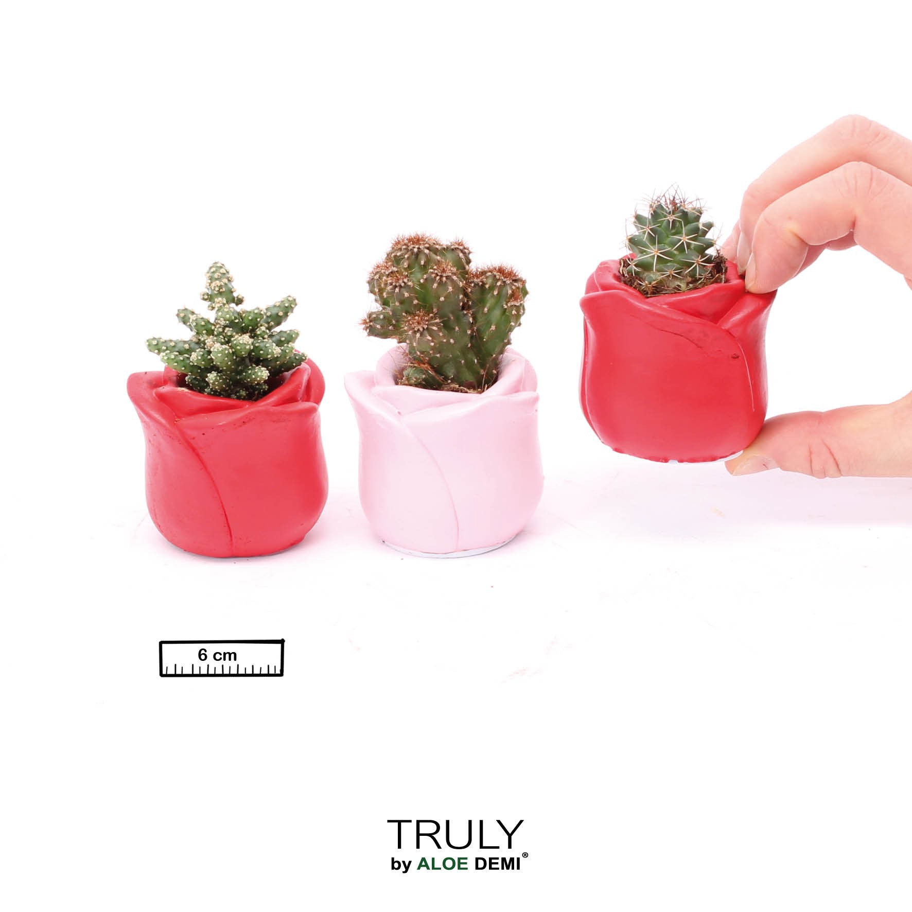 TRULY Cactus, Rose mini, D 6