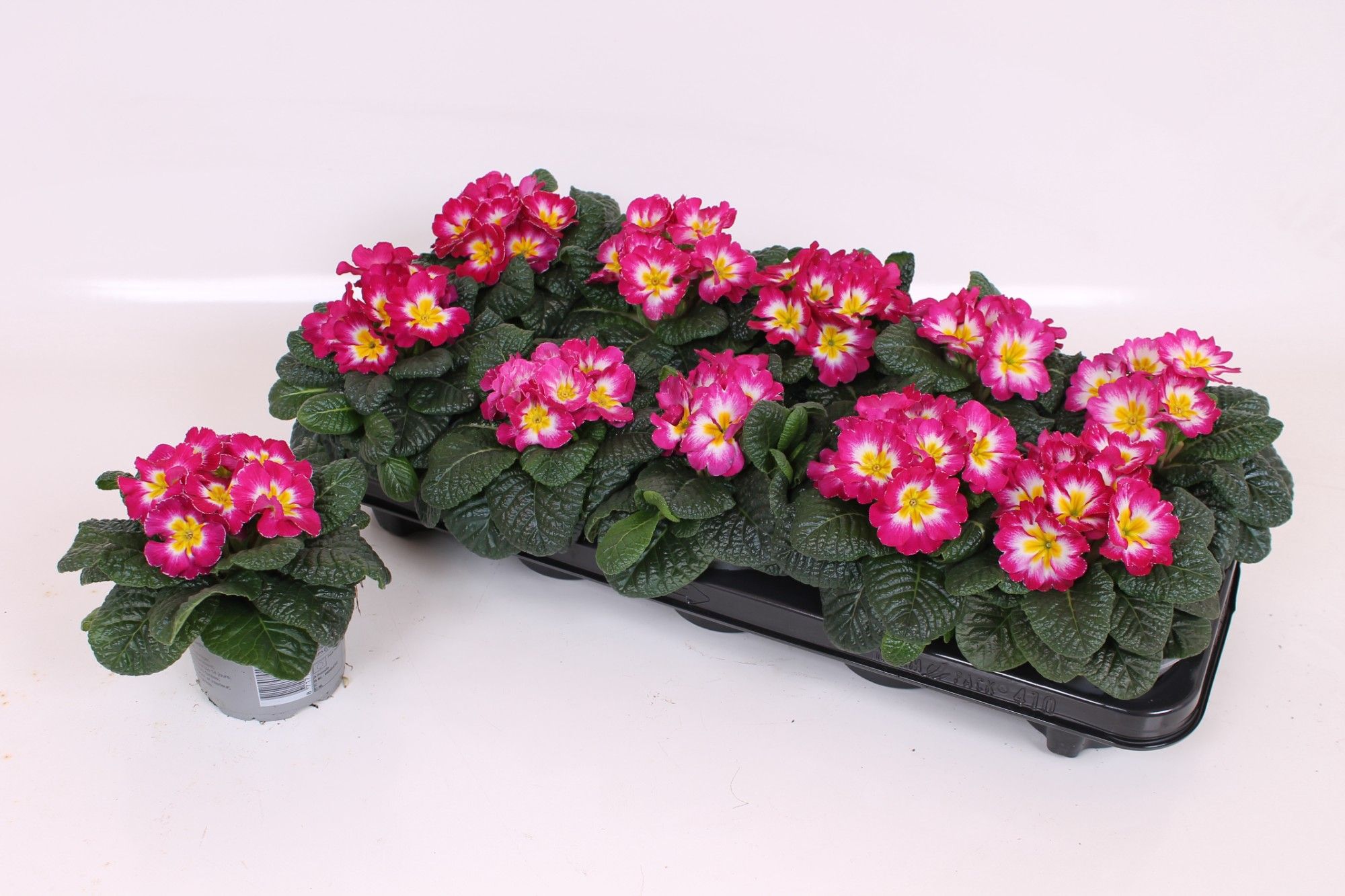 Primula Acaulis P10.5 - RoseBicolour, D 10 cm