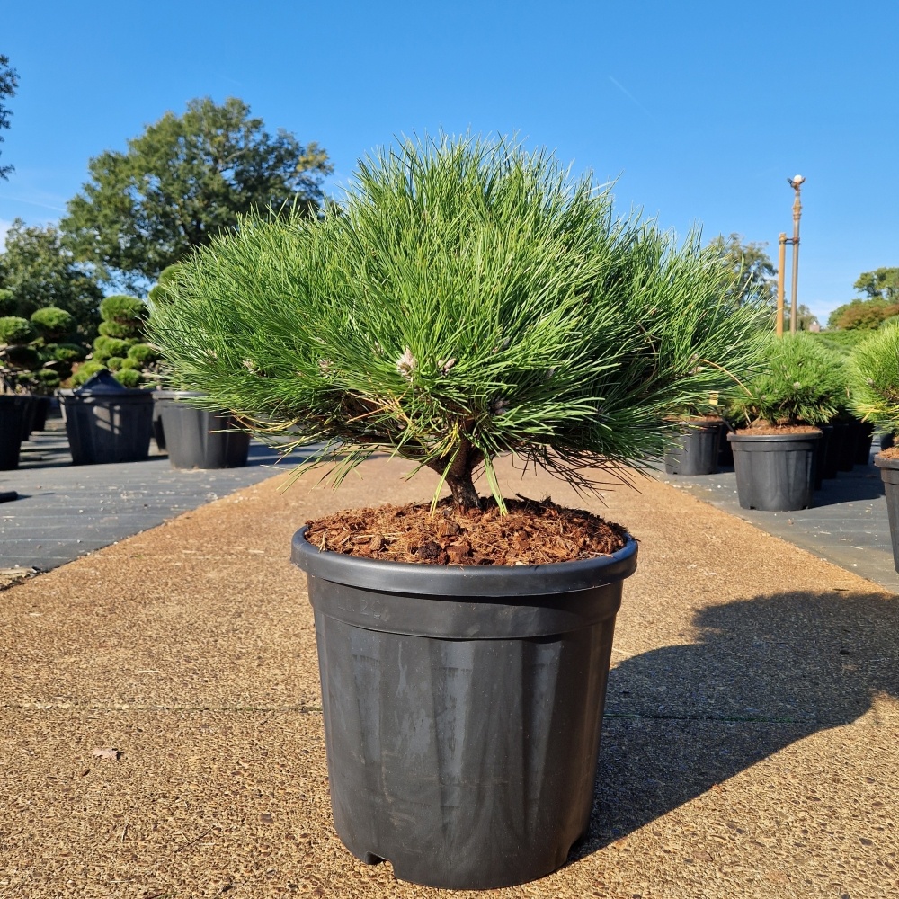 Pinus nigra 'Marie Bregeon'®, D 36 cm