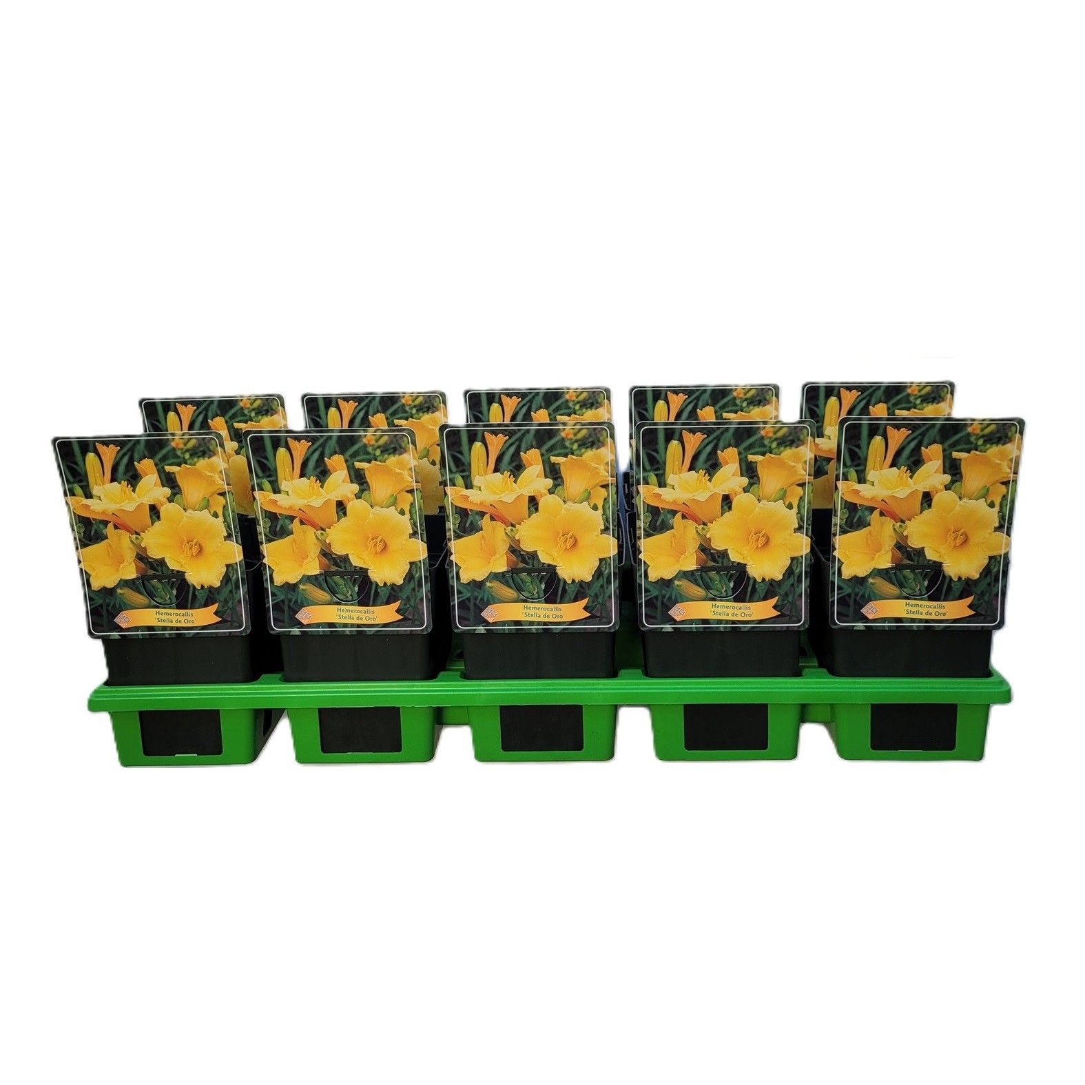 Hemerocallis 'Stella de Oro' P11, D 11