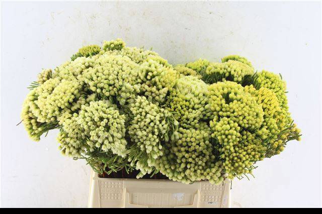 Бруния Палесеа 40, шт.