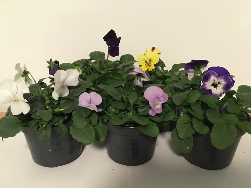 VIOLA CORNUTA-HYBRID, D 9