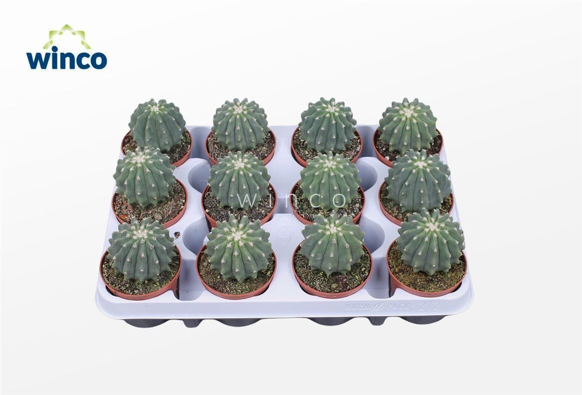 Ferocactus Glaucescends Inermis, D 8,5