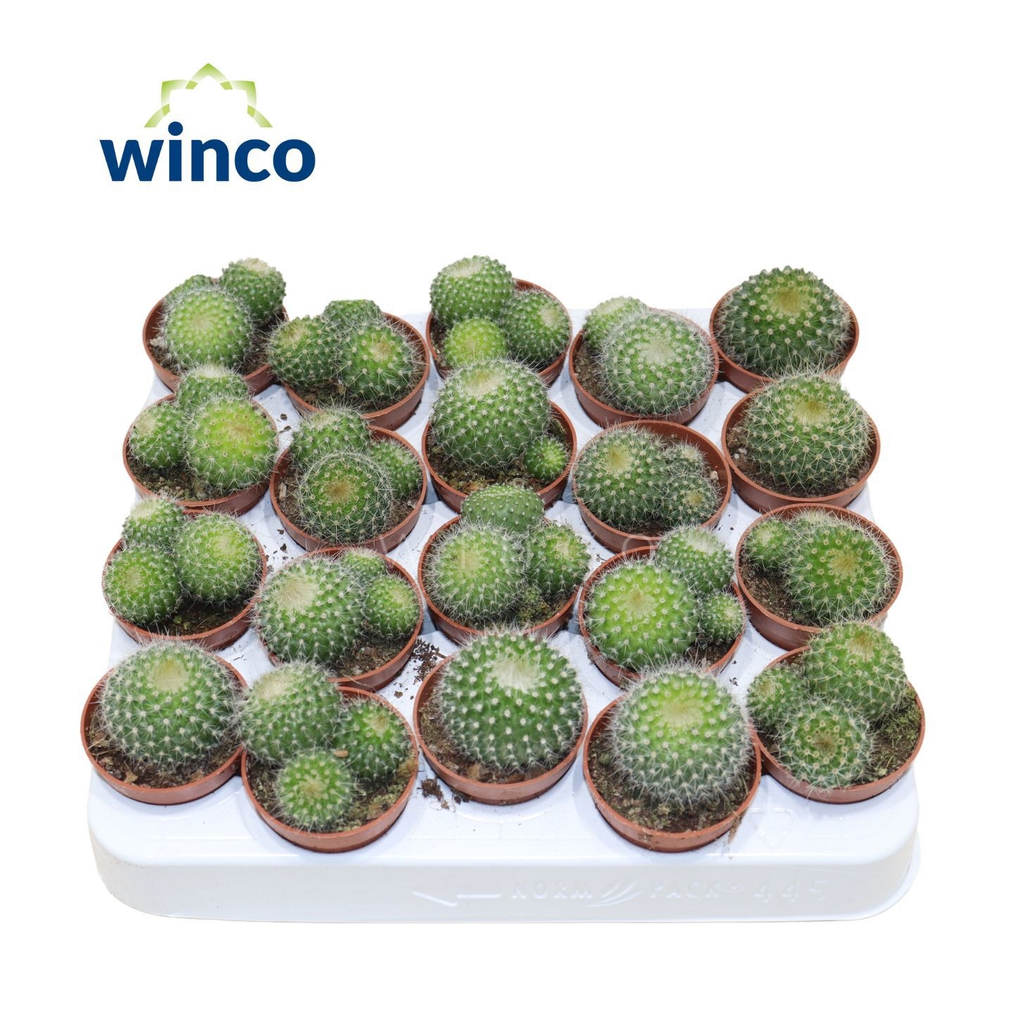 Notocactus Haselbergii (group), D 5,5